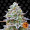 Gorilla Zkittlez feminiserede cannabisfrø fra Barney's Farm