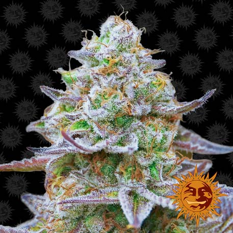 Gorilla Zkittlez feminiserede cannabisfrø fra Barney's Farm