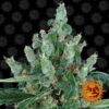 Laughing Buddha feminiserede cannabisfrø fra Barneys Farm