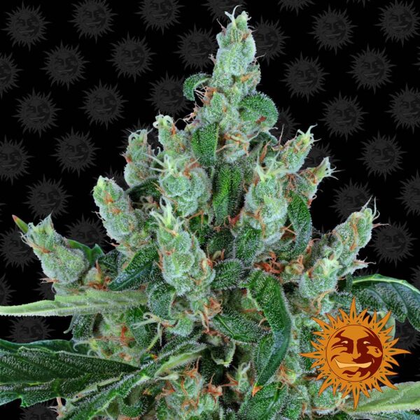 Laughing Buddha feminiserede cannabisfrø fra Barneys Farm