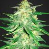 Lemon AK autoblomstrende cannabisfrø med frisk citrusaroma
