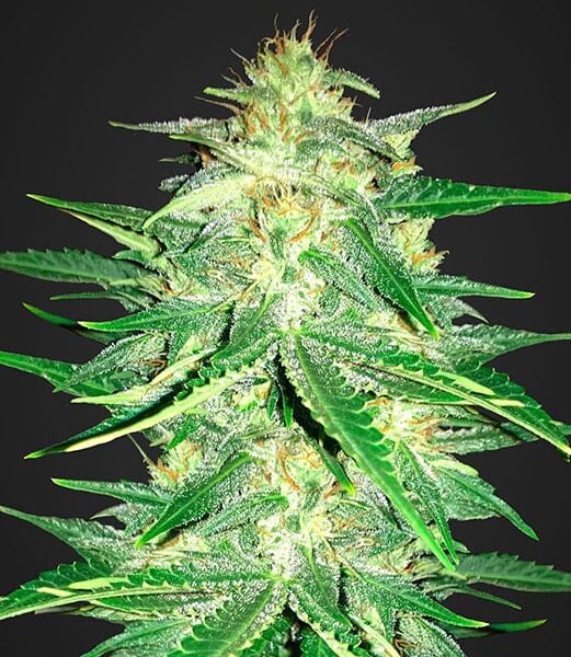 Lemon AK autoblomstrende cannabisfrø med frisk citrusaroma