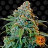 Liberty Haze feminiserede cannabisfrø fra Barneys Farm