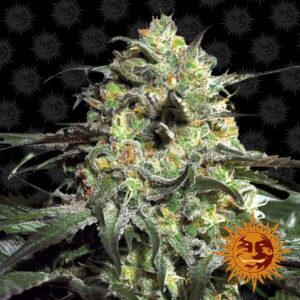 Peyote Cookies feminiserede cannabisfrø fra Barney’s Farm