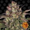 Peyote Critical feminiserede cannabisfrø fra Barneys Farm