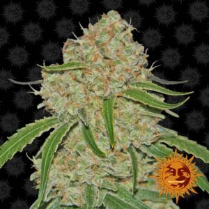 Phantom OG Fem. cannabis frø - Barneys Farm