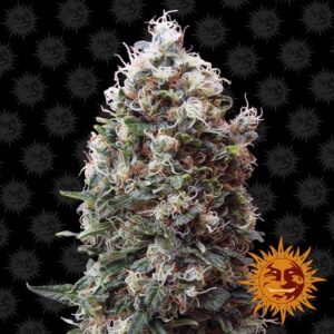 Phatt Fruity Fem. cannabis frø - Barneys Farm