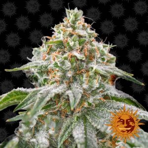 Pink Kush feminiserede cannabisfrø fra Barneys Farm
