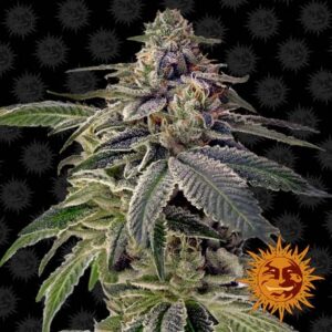 Shiskaberry feminiserede cannabisfrø fra Barney’s Farm