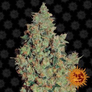 Tangerine Dream feminiserede cannabisfrø fra Barneys Farm
