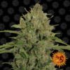 Triple Cheese feminiserede cannabisfrø fra Barney's Farm