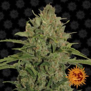 Triple Cheese feminiserede cannabisfrø fra Barney's Farm