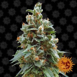 Vanilla Kush Fem. cannabis frø - Barneys Farm