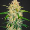 Zkittlez autoblomstrende cannabisfrø med søde frugtnoter