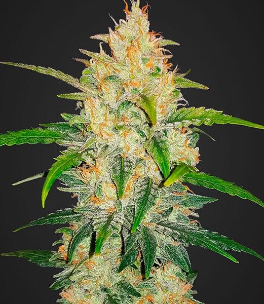 Zkittlez autoblomstrende cannabisfrø med søde frugtnoter