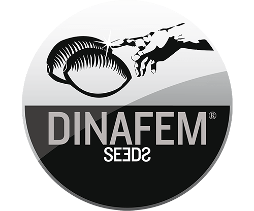Dinafem cannabis frø