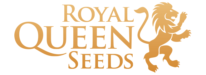 Royal queen seeds cannabis frø