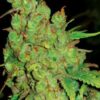 Køb 1024 feminiserede cannabisfrø fra Medical Seed Co. Kompleks aroma og kraftig hybrid-effekt. Bestil i dag – fri fragt over 499 kr.!