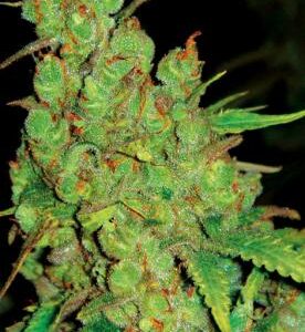 Køb 1024 feminiserede cannabisfrø fra Medical Seed Co. Kompleks aroma og kraftig hybrid-effekt. Bestil i dag – fri fragt over 499 kr.!