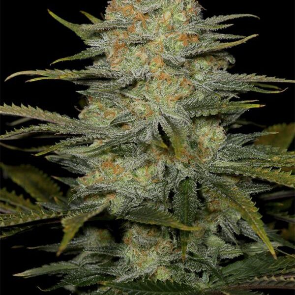 Amnesia CBD Fem. cannabisfrø - Dinafem Seeds
