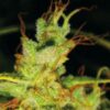 2046 feminiserede cannabisfrø fra Medical Seeds