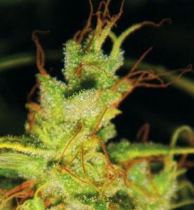 2046 feminiserede cannabisfrø fra Medical Seeds