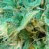 Afrodite feminiserede cannabisfrø fra Kannabia