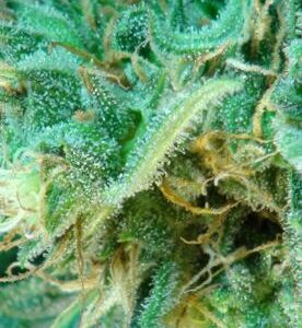 Afrodite feminiserede cannabisfrø fra Kannabia