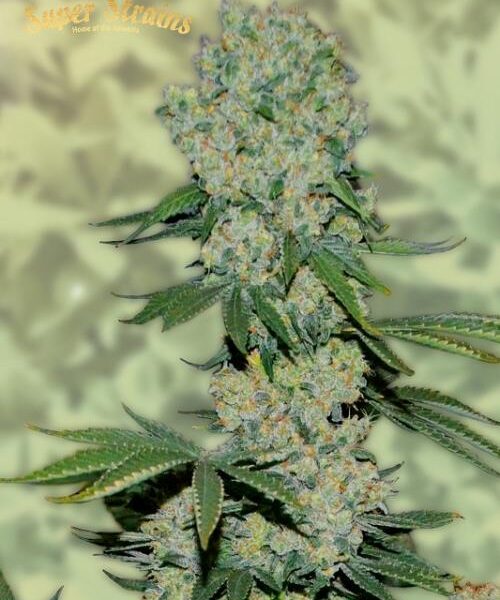 Amnesia Fem. cannabisfrø - Super Strains