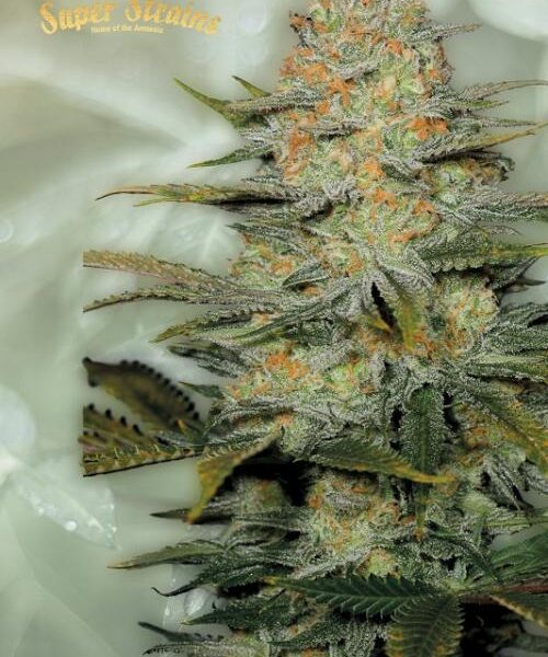 Amajikoym Fem. cannabisfrø - Super Strains
