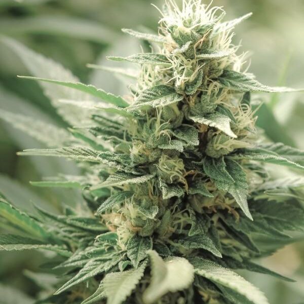 Agartha CBD Fem. cannabisfrø - Super Strains