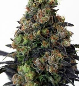 Acid Dough Fem. cannabisfrø - Ripper Seeds