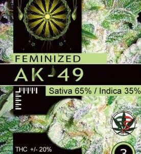 AK-49 feminiserede cannabisfrø fra Vision Seeds
