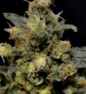 A - K Fem. cannabisfrø - CBD Seeds