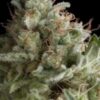 American Pie autoblomstrende cannabisfrø fra Pyramid Seeds