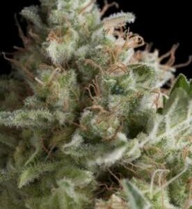 American Pie autoblomstrende cannabisfrø fra Pyramid Seeds
