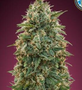 Amnesia feminiserede cannabisfrø fra Advanced Seeds