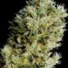 Amnesia Bilbo autoblomstrende cannabisfrø fra Genetik Seeds