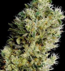Amnesia Bilbo autoblomstrende cannabisfrø fra Genetik Seeds