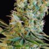 Amnesia Bilbo feminiserede cannabisfrø fra Genetik Seeds
