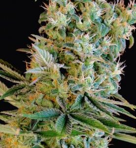 Amnesia Bilbo feminiserede cannabisfrø fra Genetik Seeds