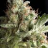 American Pie feminiserede cannabisfrø fra Pyramid Seeds