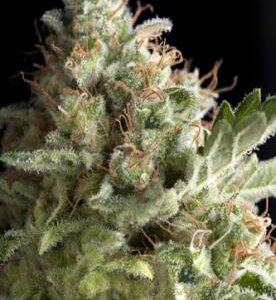 American Pie feminiserede cannabisfrø fra Pyramid Seeds