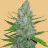 Original Sour Diesel autoblomstrende cannabisfrø fra Fastbuds Seeds
