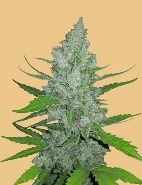 Original Sour Diesel autoblomstrende cannabisfrø fra Fastbuds Seeds