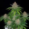 Strawberry Pie autoblomstrende cannabisfrø fra Fast Buds med søde jordbærnoter