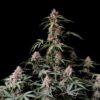 Banana Purple Punch autoblomstrende cannabisfrø fra Fast Buds