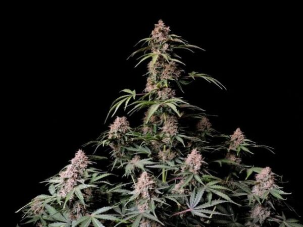 Banana Purple Punch autoblomstrende cannabisfrø fra Fast Buds