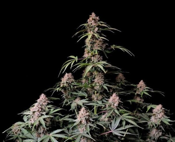 Banana Purple Punch autoblomstrende cannabisfrø fra Fast Buds