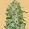 Original Chemdawg autoblomstrende cannabisfrø fra Fastbuds Seeds